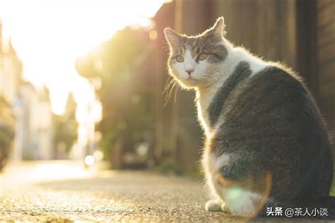 猫进家门 意思|猫进家门，能赶走吗？揭秘神秘猫咪的来历与寓意